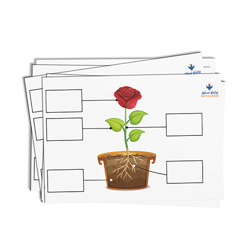 أجزاء النبات - عربي