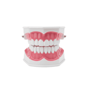 Teeth Model